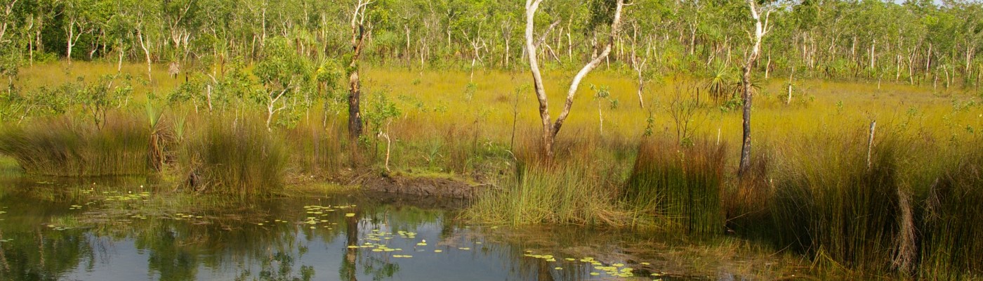 Tiwi wetland, Photo: Bill La Marca