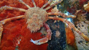 Spider crab, Blairgowrie. Photo by Elodie Camprasse